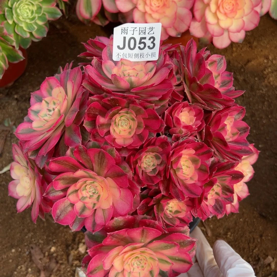 053倾城尺寸25左右