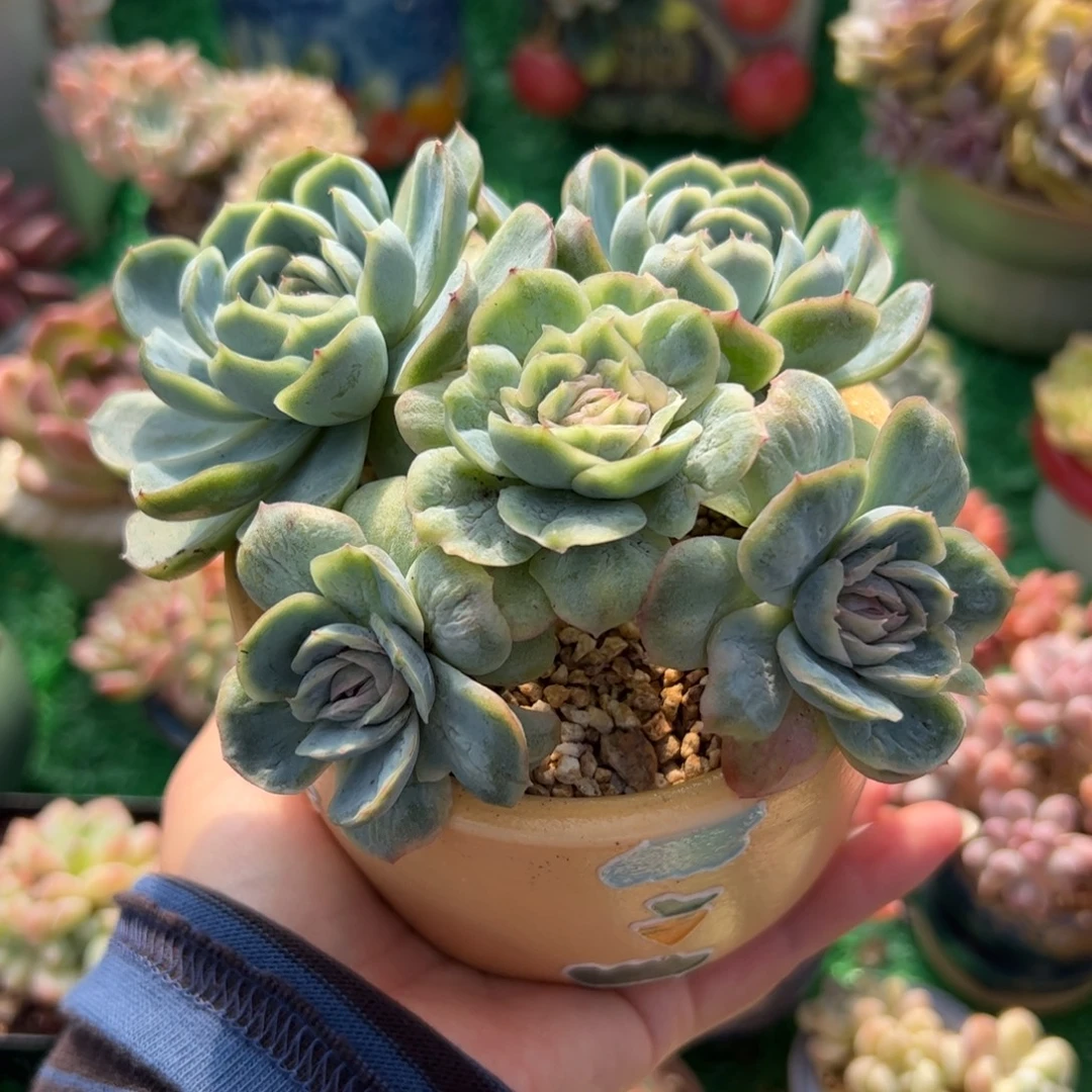 *****776 多肉植物组合盆栽