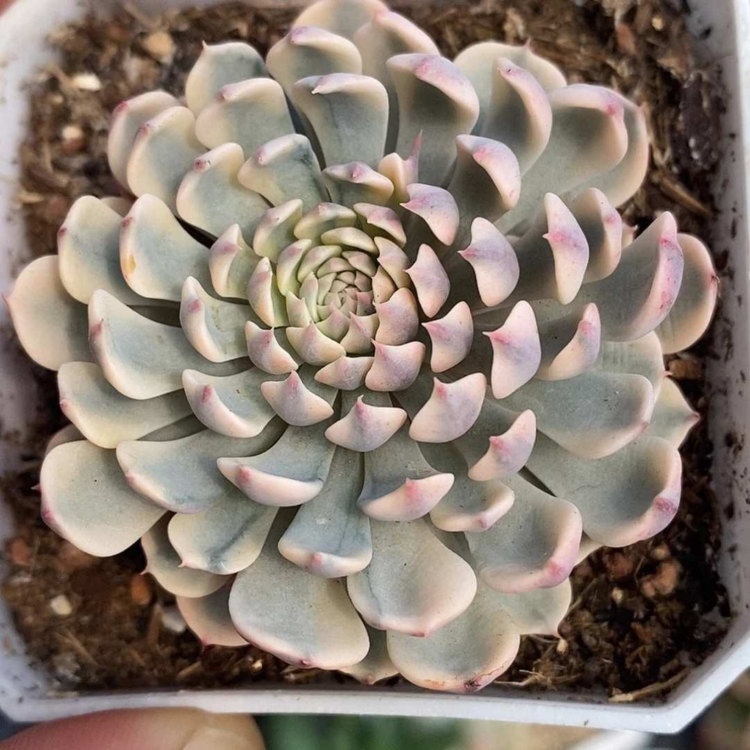 纸风车锦 小方花圃一物一拍