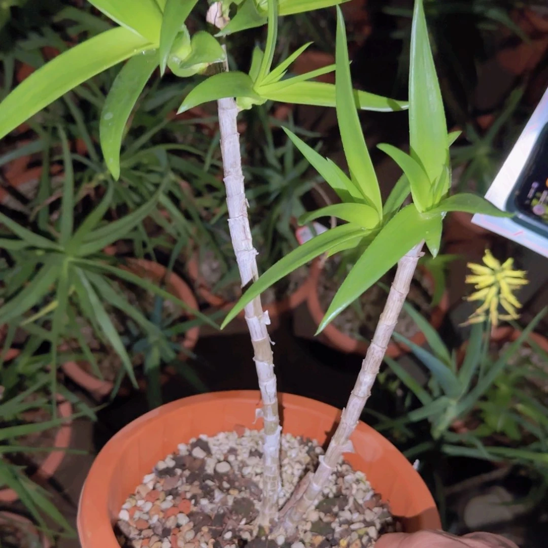 健****力块根植物块根块根植物