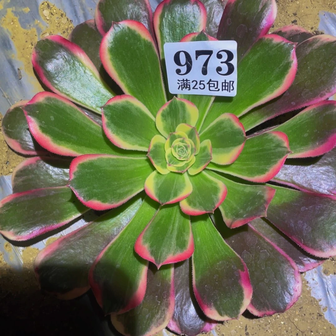 皇后多肉植物多肉973