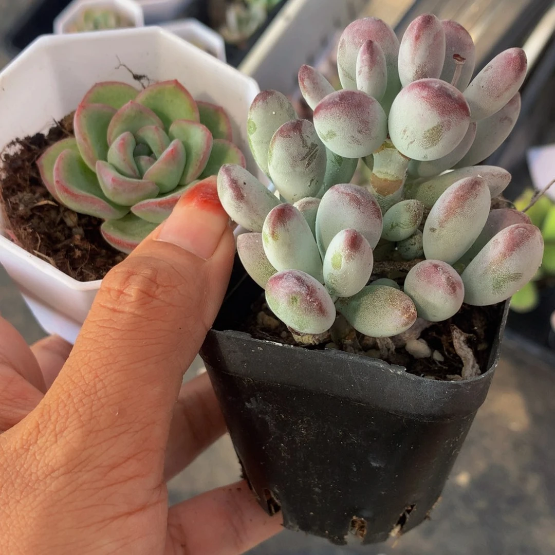 泡芙 加乒乓（满9.99包邮不满9.99发叶子）