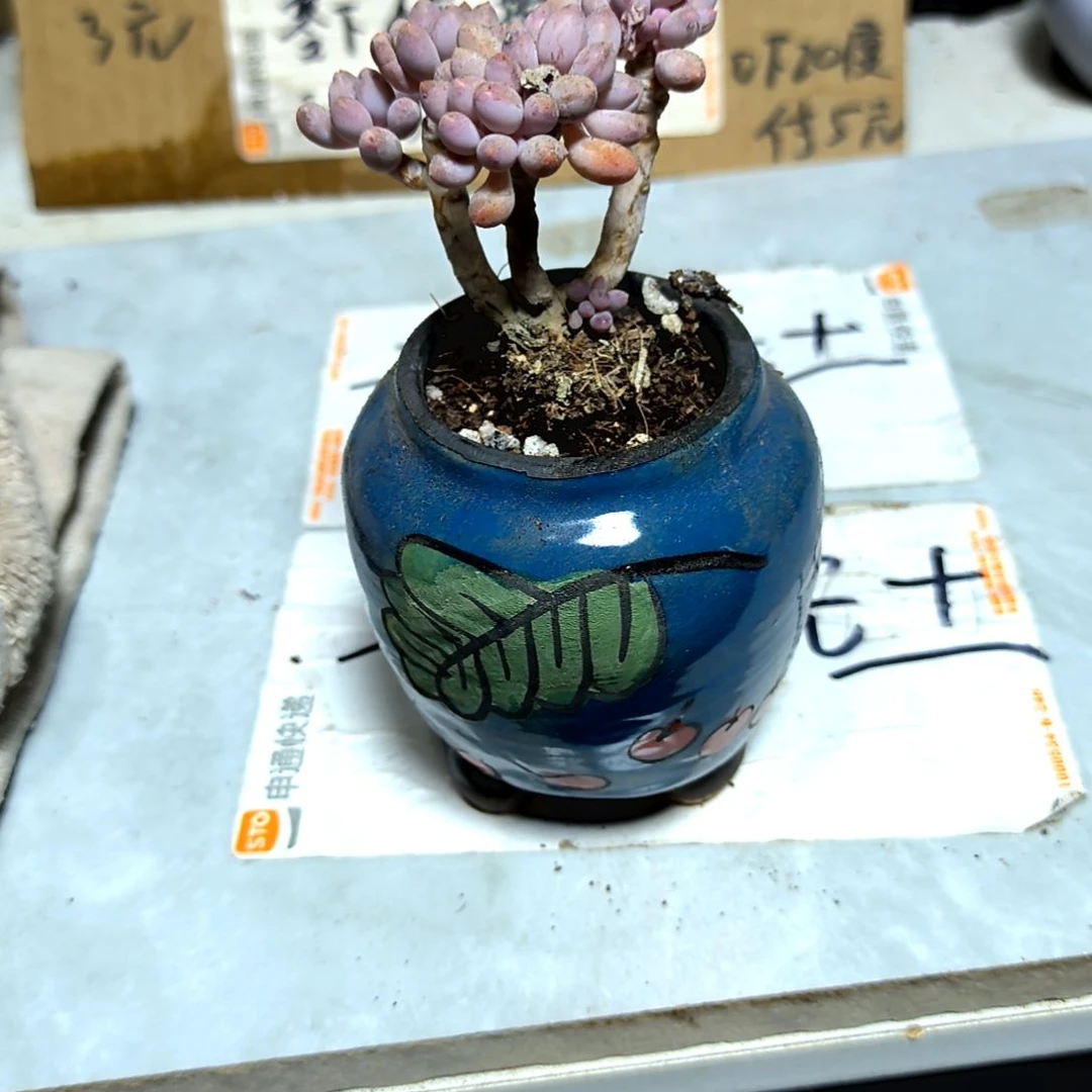 满6元包邮，婴儿手指老庄多头