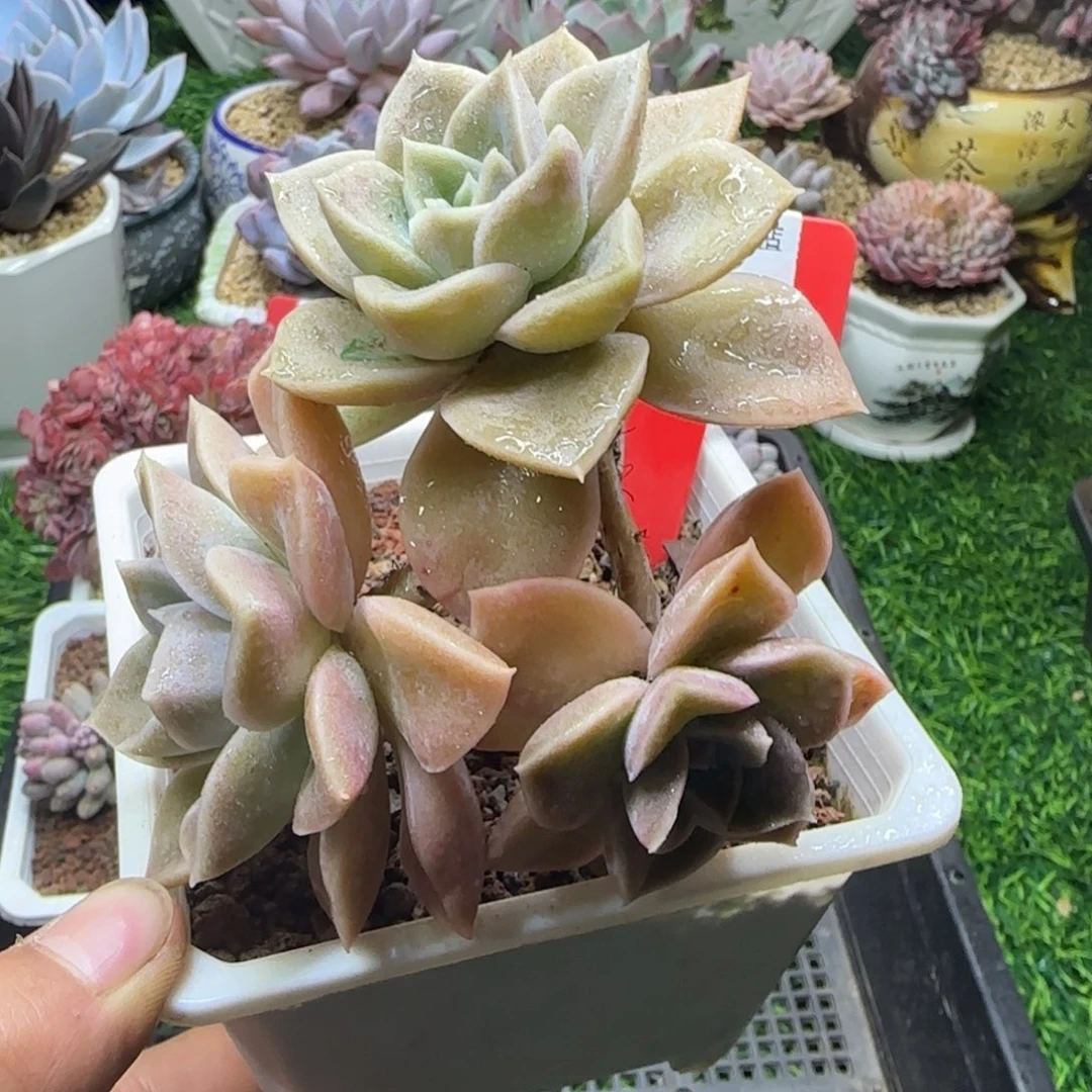 解忧多肉植物编号60