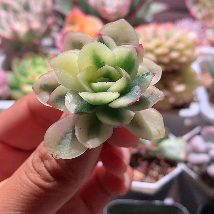 不知名东云可嫁接有根