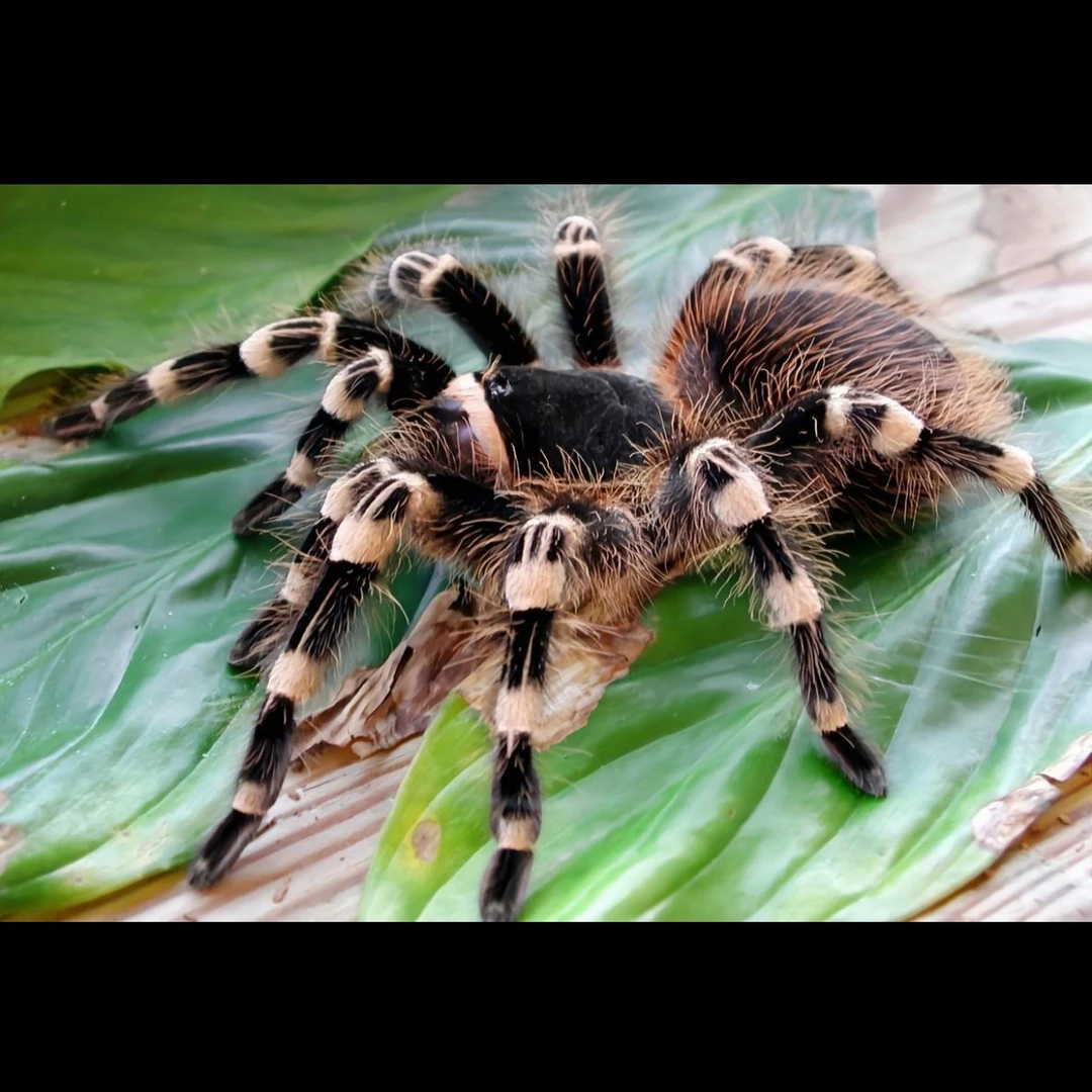 巴西白膝头大型蜘蛛新手进阶