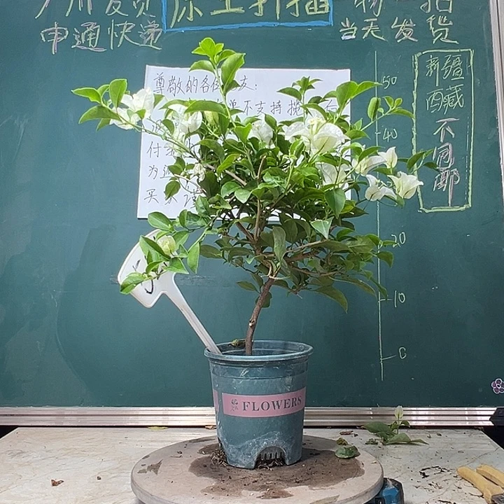 完全开放  白雪公主  526
