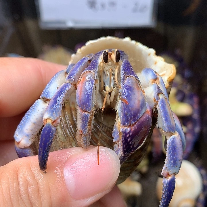2.5口径粉色血线33号