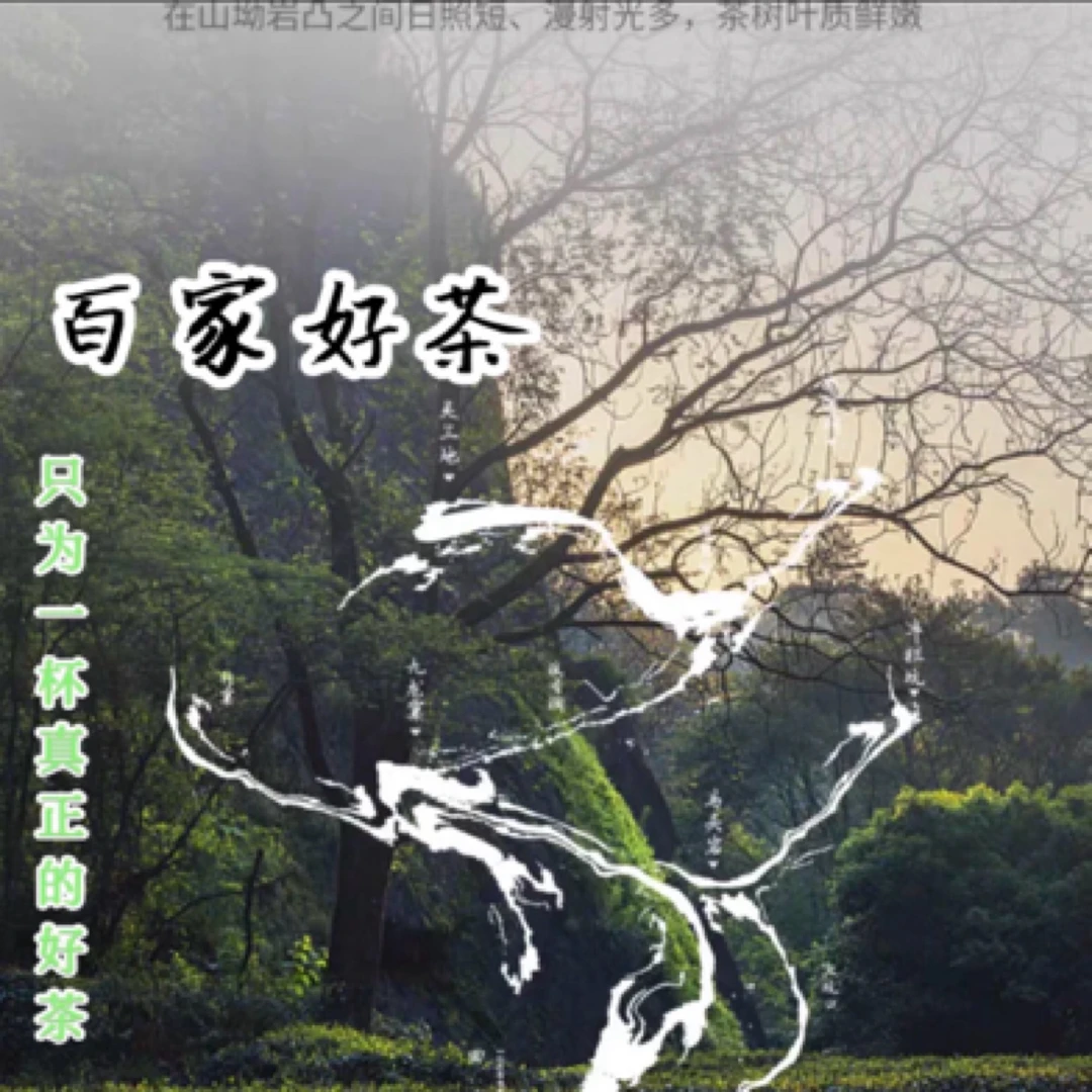 武夷岩茶大红袍代拍