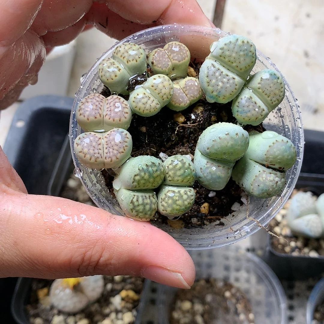 K49多肉植物保护