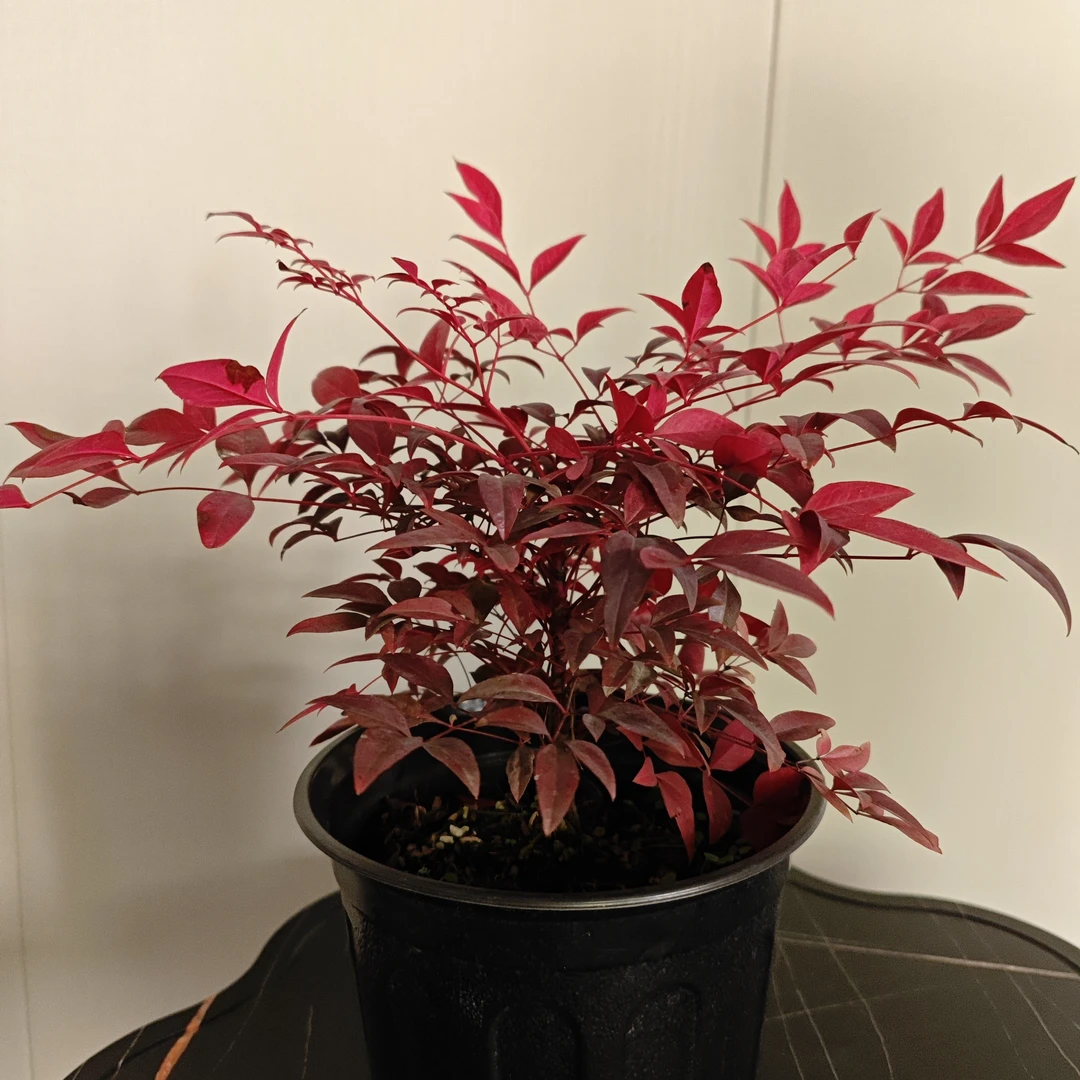 南天竹树苗火焰南天竹红叶天竹中华南北方庭院造景花镜耐寒植物