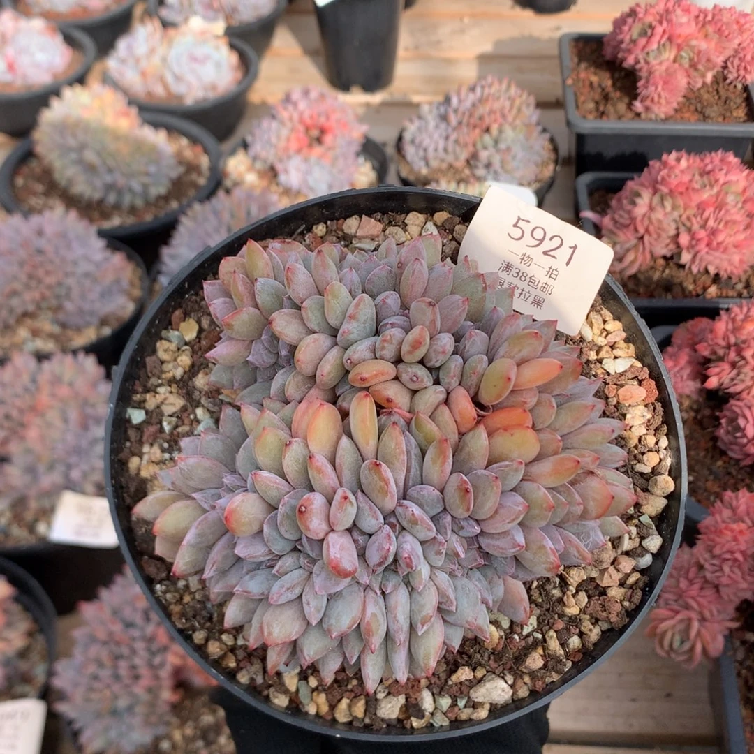 12厘米底切V版石榴籽缀 5921