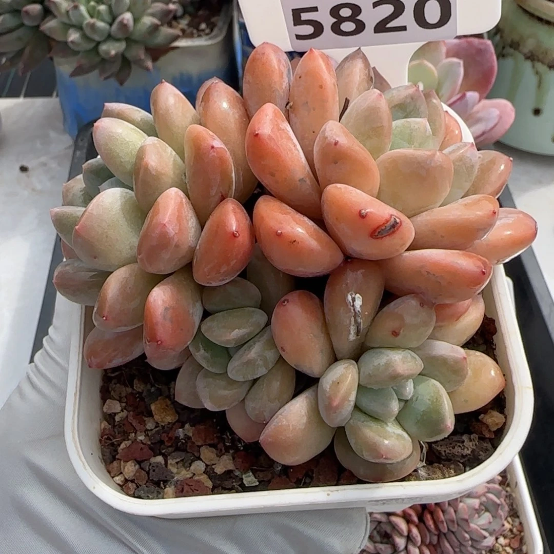 多肉植物5820……………