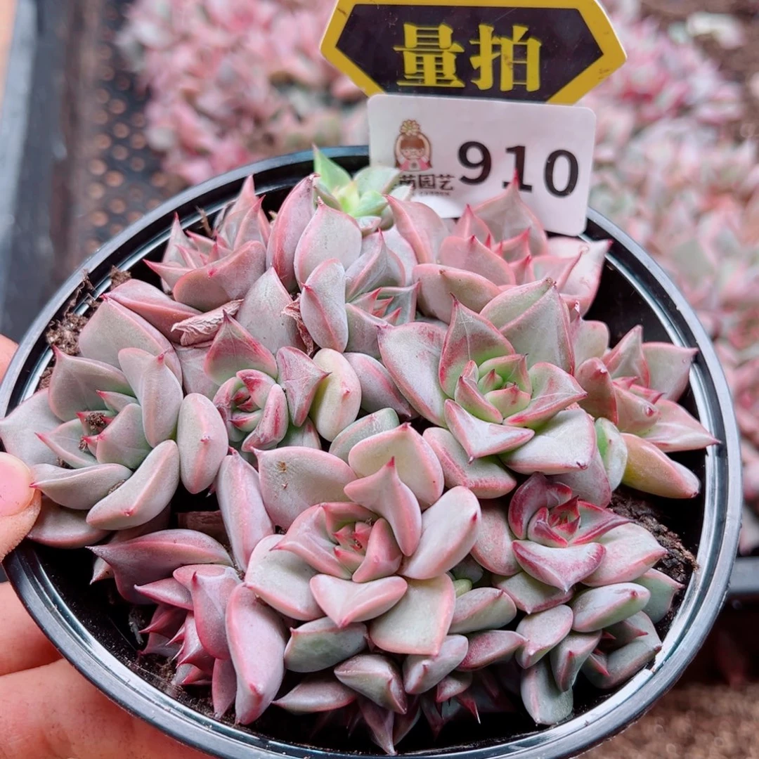 多肉植物多肉植物
