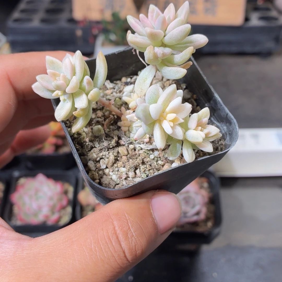 姬秋丽锦多肉9.9包邮发货