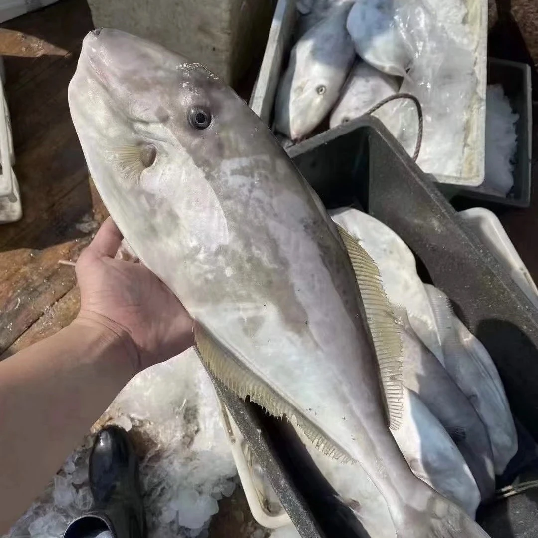 J广东汕尾野生海捕大剥皮鱼