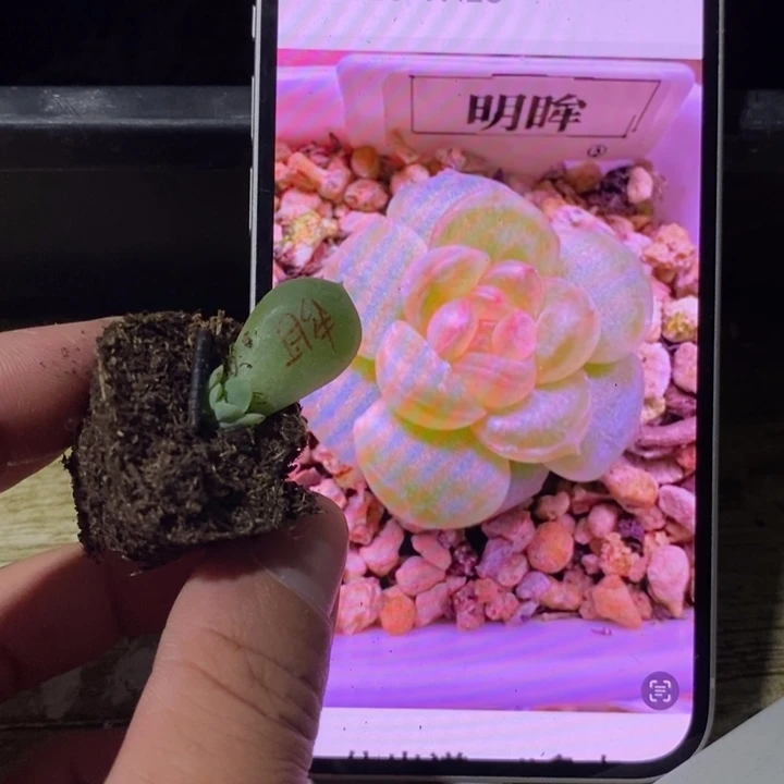 穴盘明眸芽苗一个