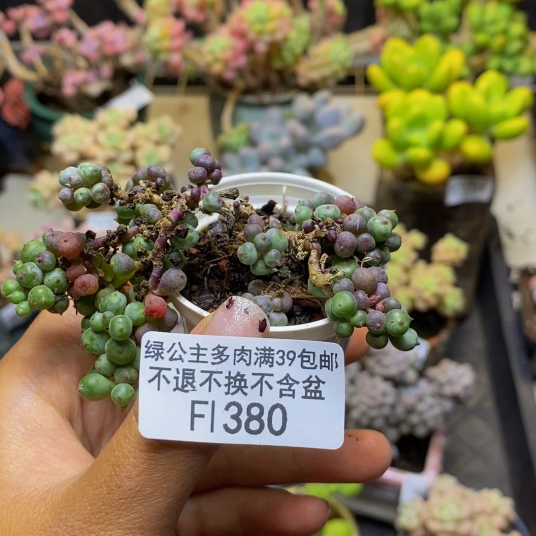 380紫泡泡多肉5c m