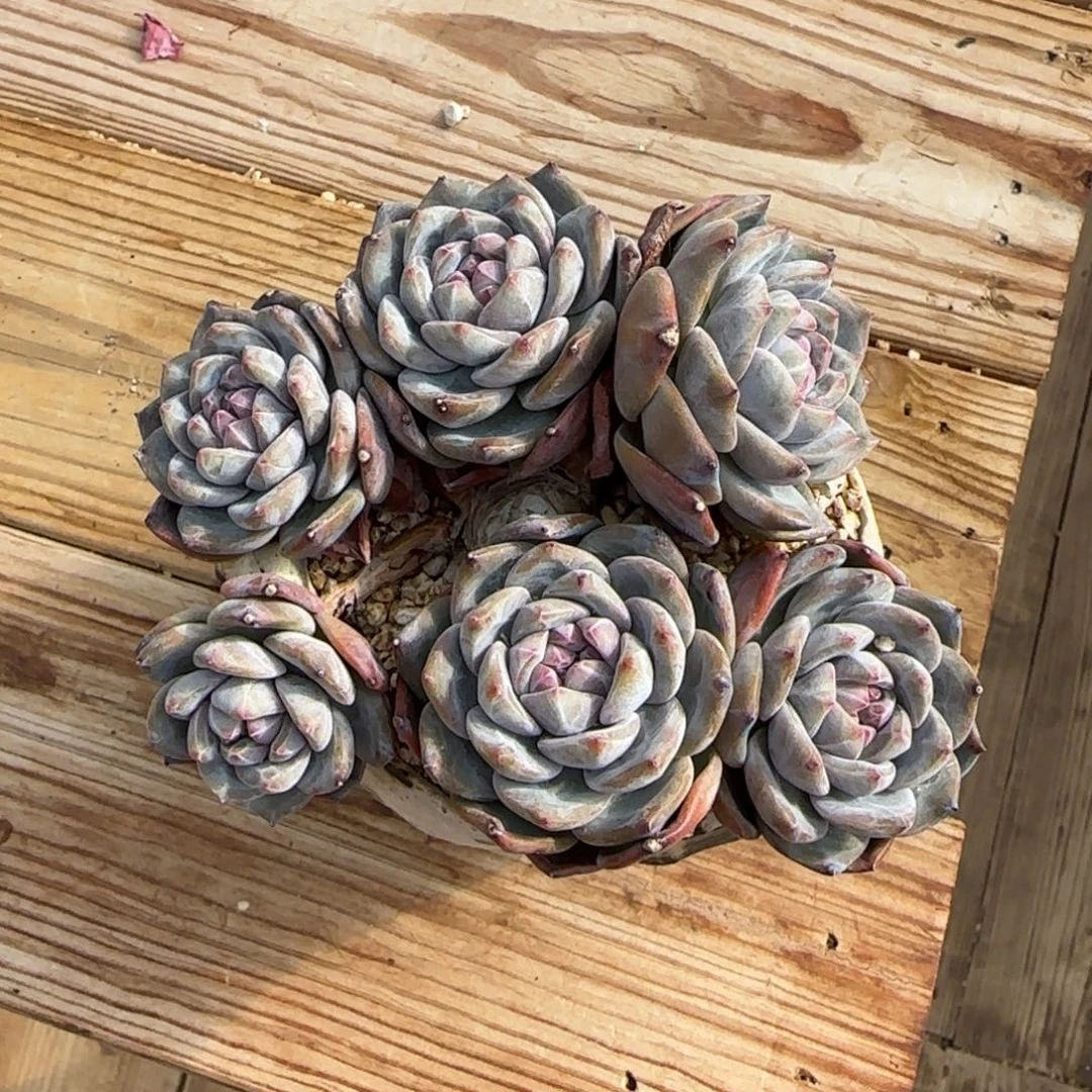 突尼斯星影发货多肉有砍