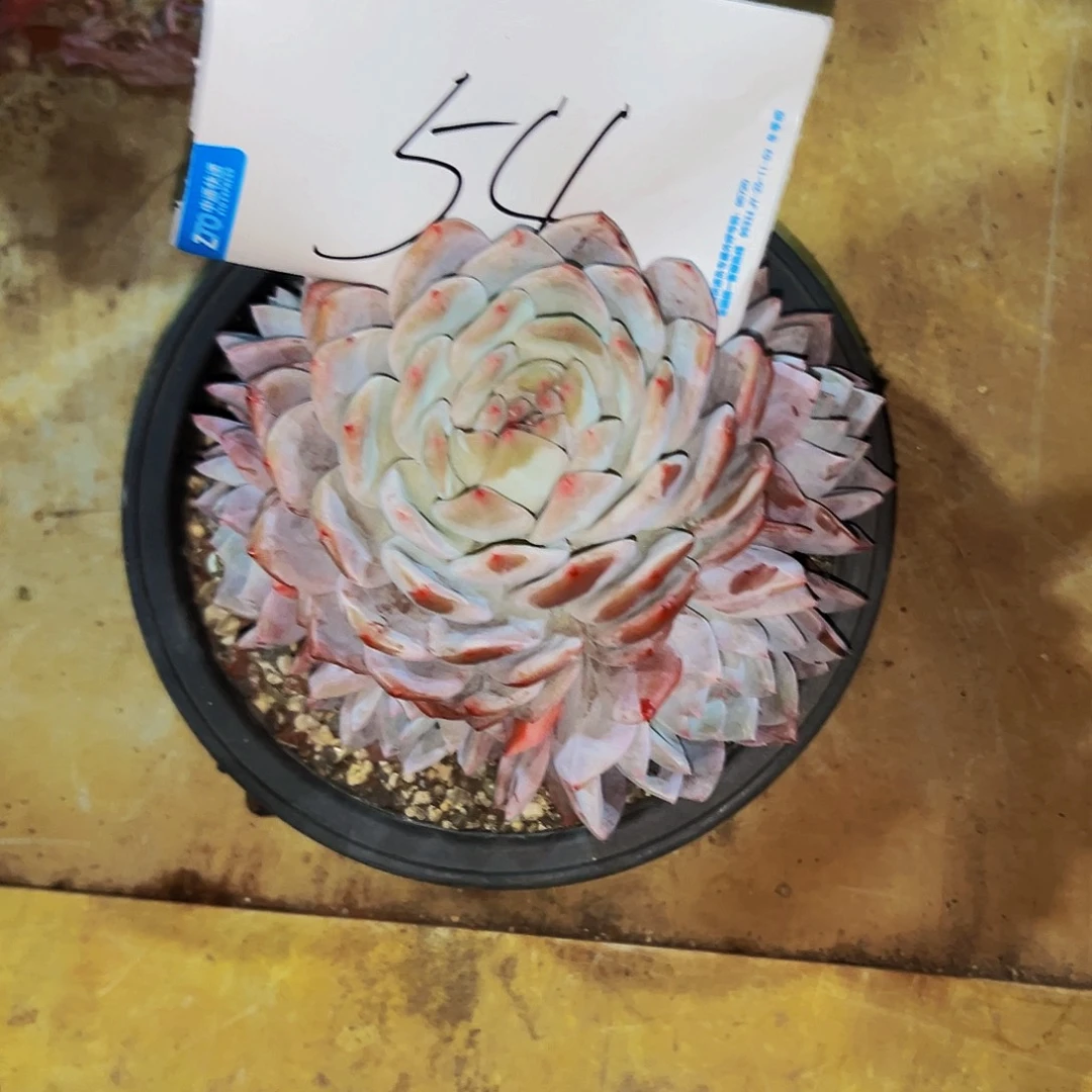 天***空54号一物一拍脱土包邮