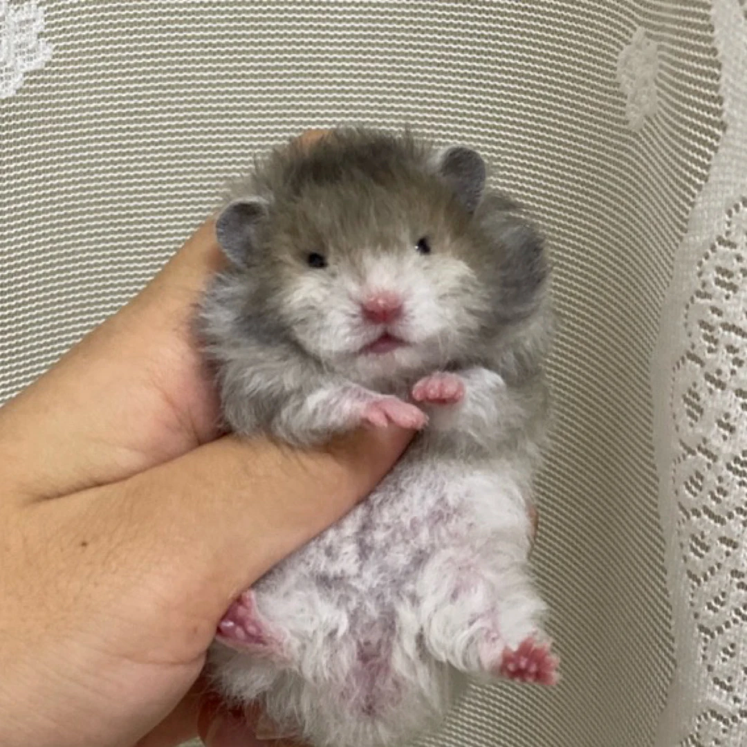 防真金丝熊玩偶（直播间挑选）