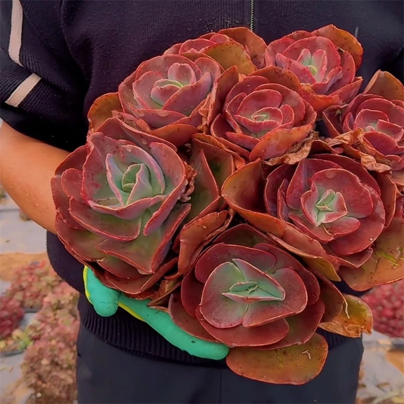 零花钱多肉 地栽大叶秀妍  清货 多肉植物 种植 施肥