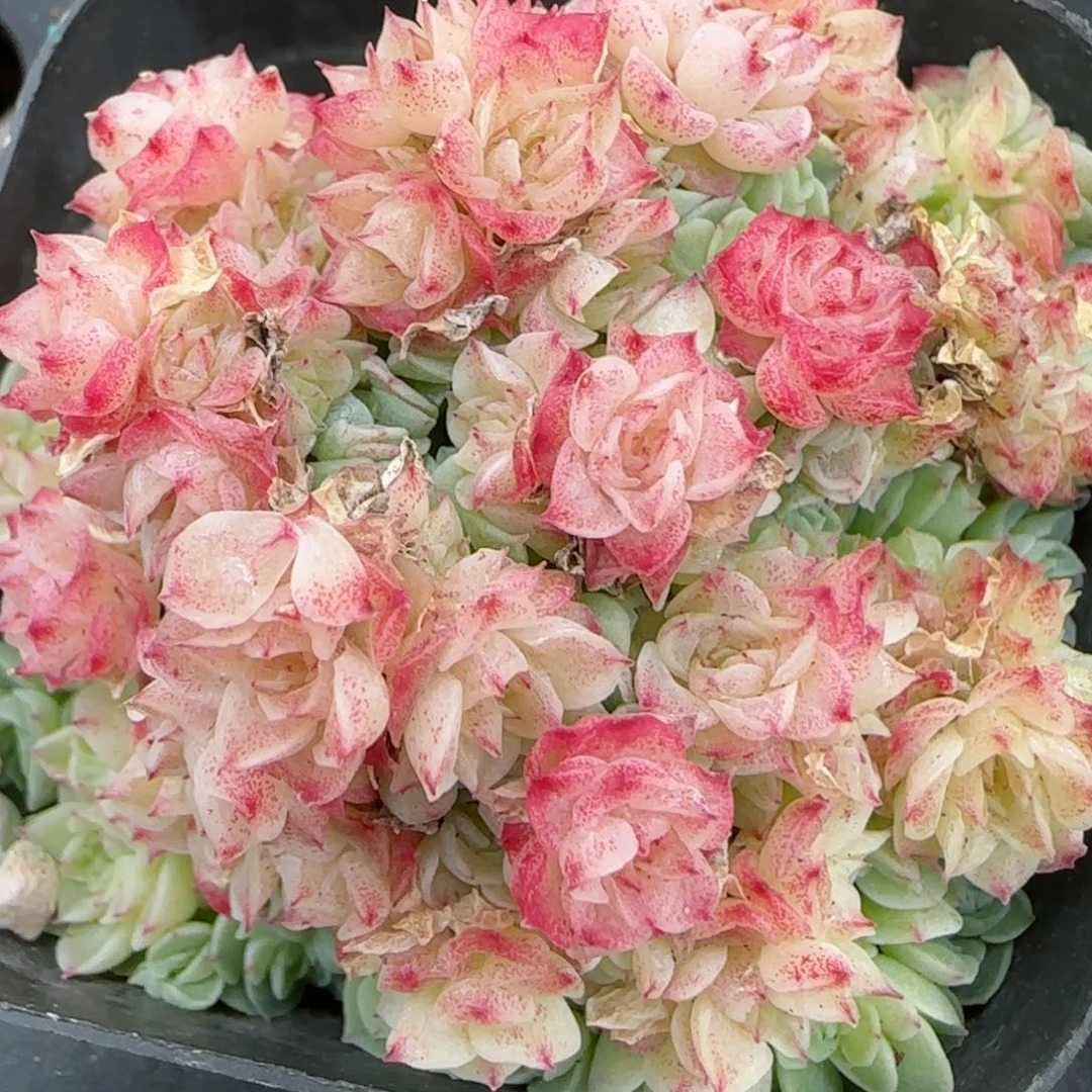 花语逸境0209-270散