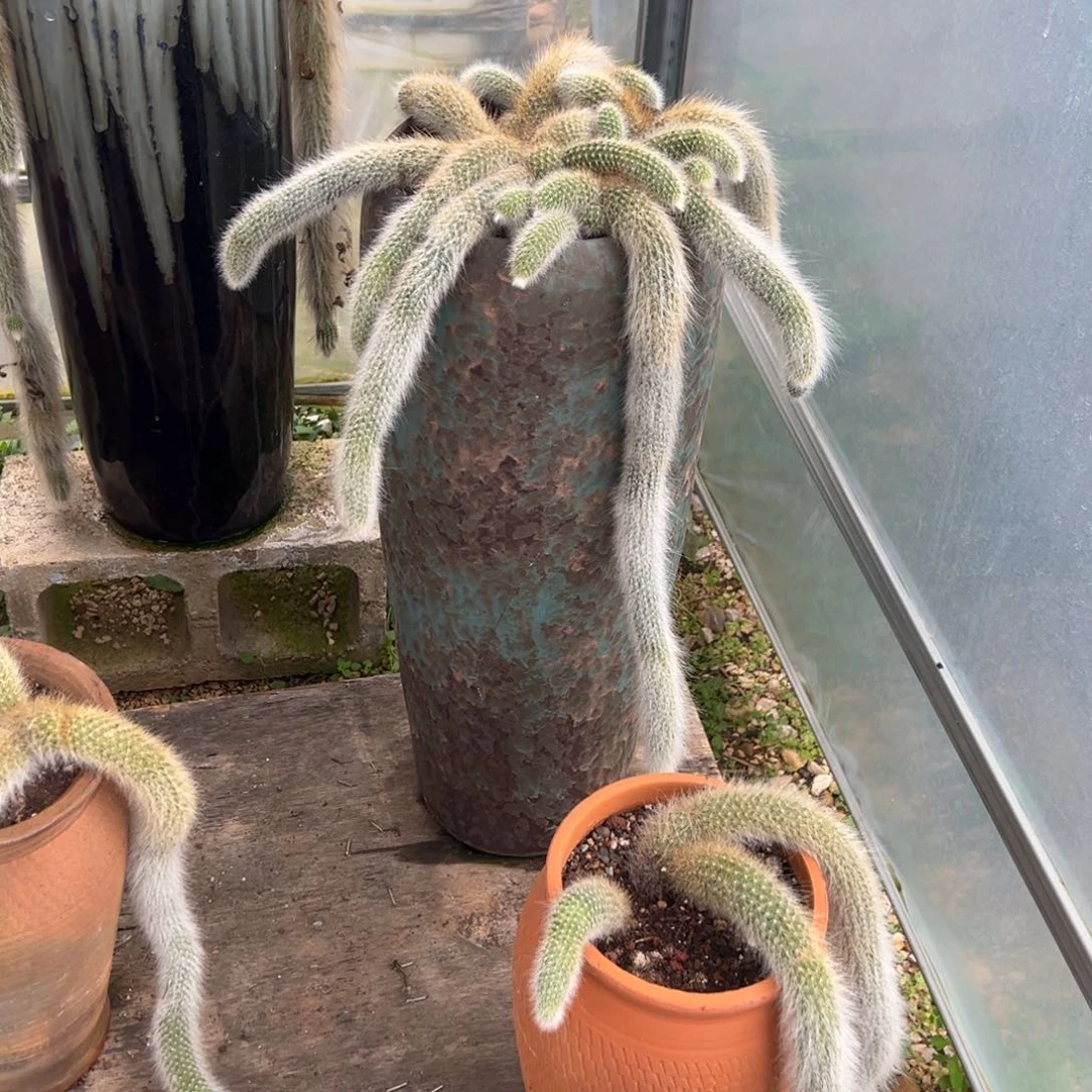 @***爱九尾狐带盆多肉植物不包物流