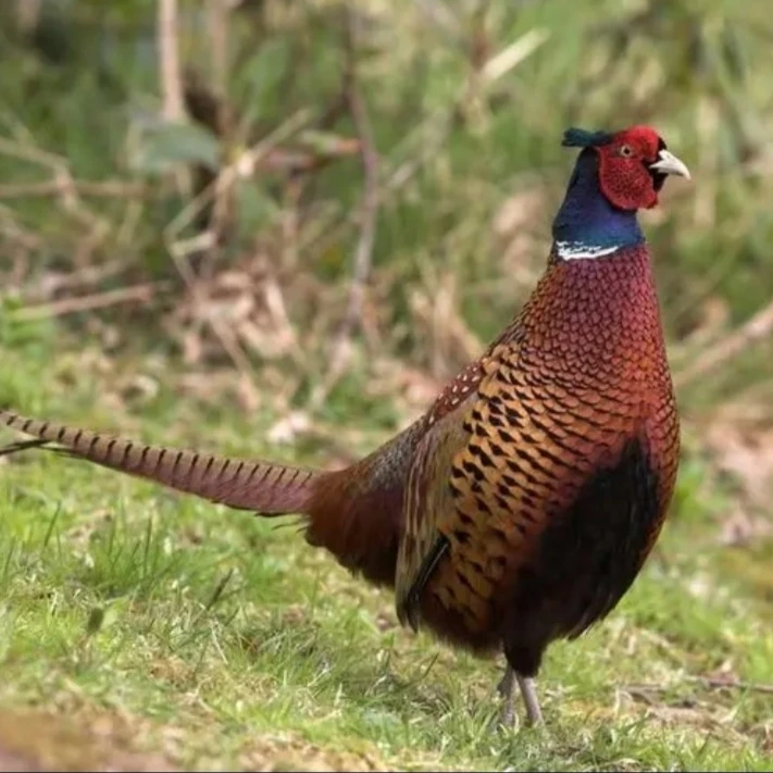 1只大公鸡3.0斤左右顺丰包邮到家 包冰率不含冰