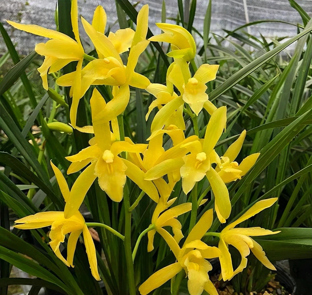 【黄金小神童】浓香型带花带花剑