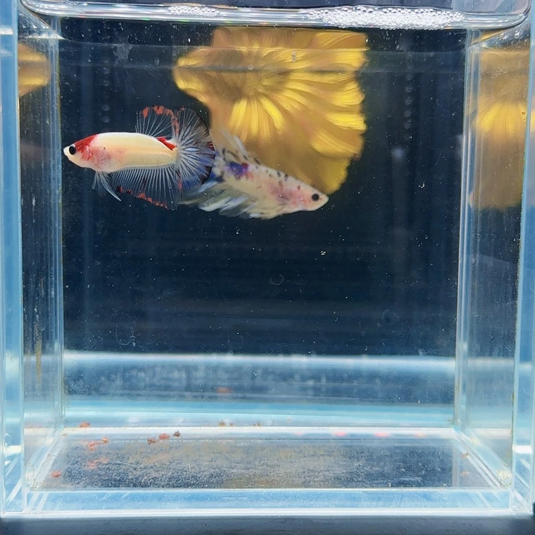 斗鱼活体观赏鱼好养耐活