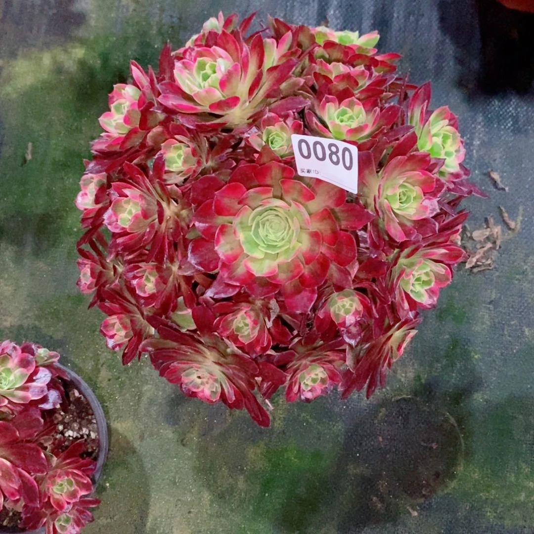 刘*芬安娜0080多肉1111