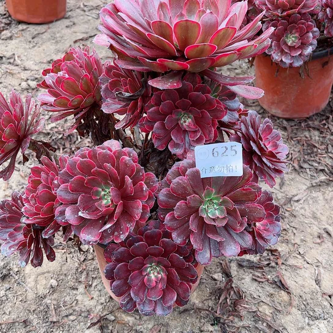 无花朵多肉植物625