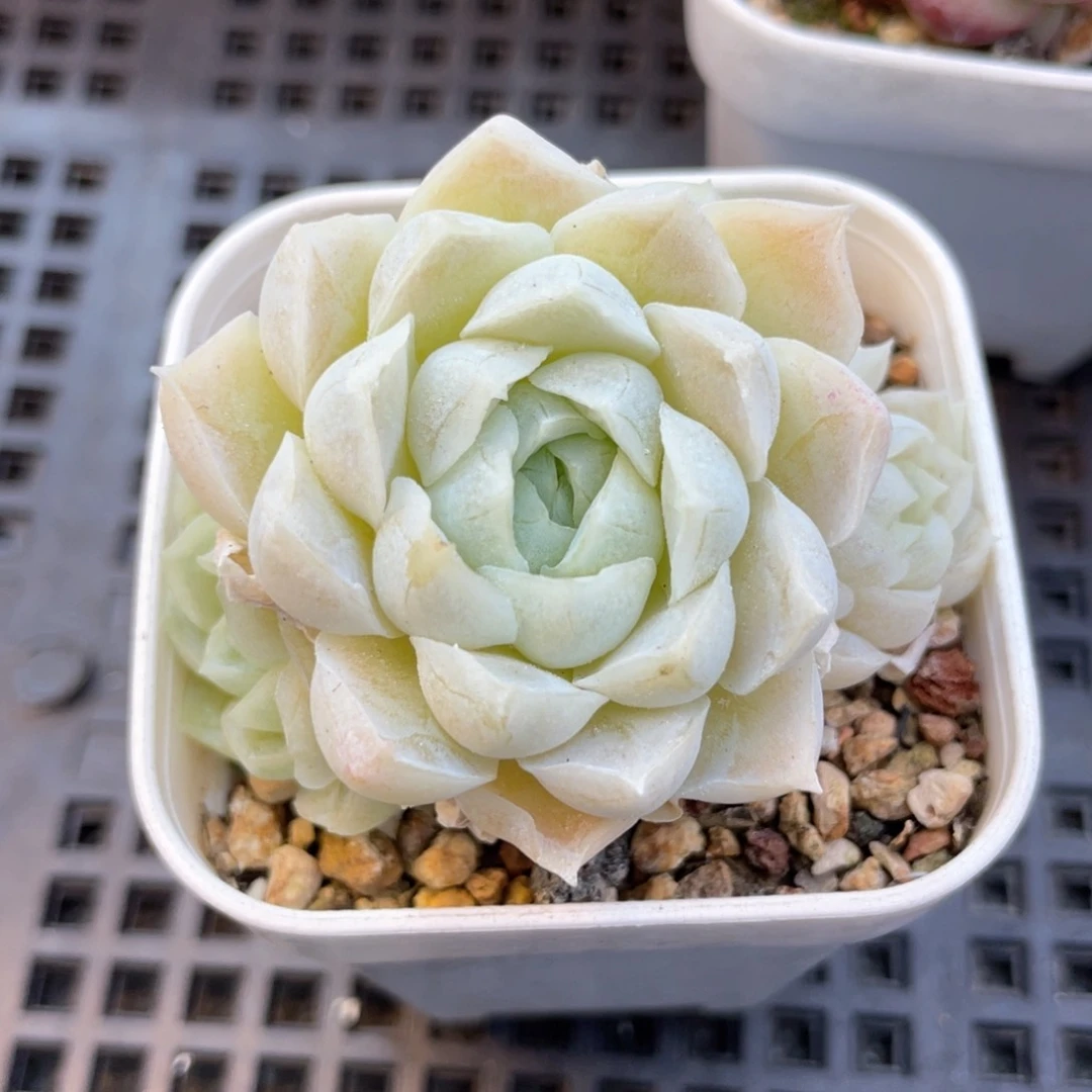 优选女妖福利1491