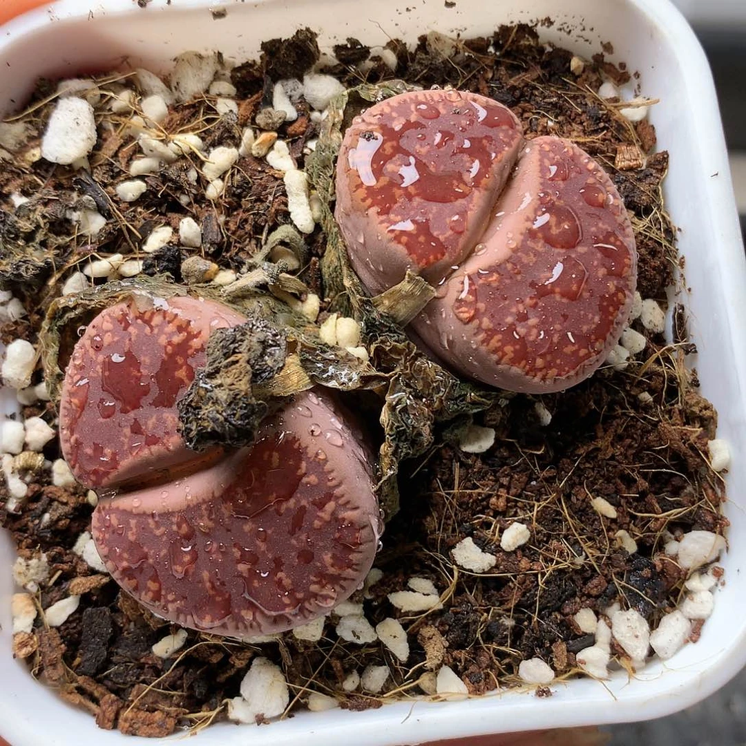 G194多肉植物保护