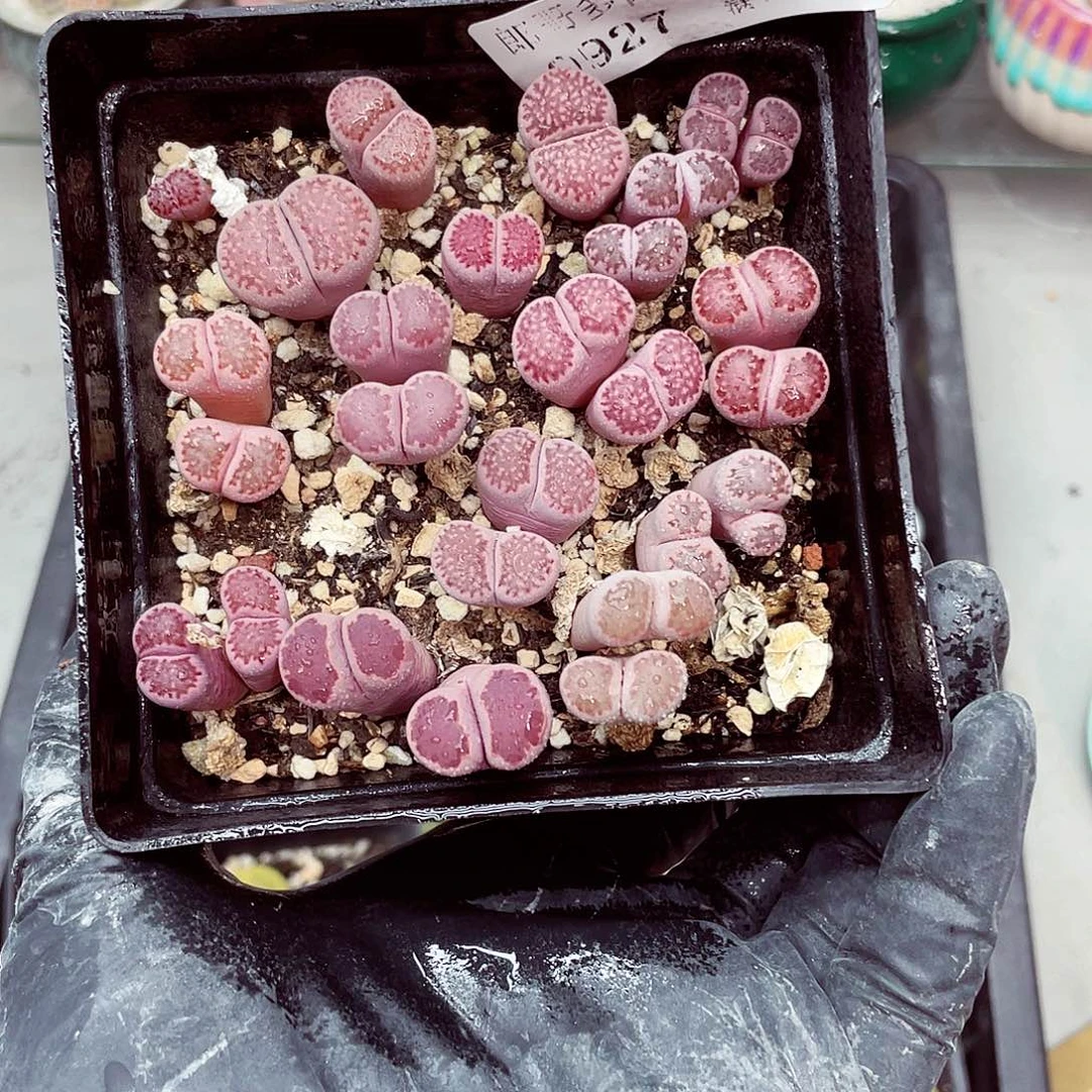 生石花满18包邮0927-37