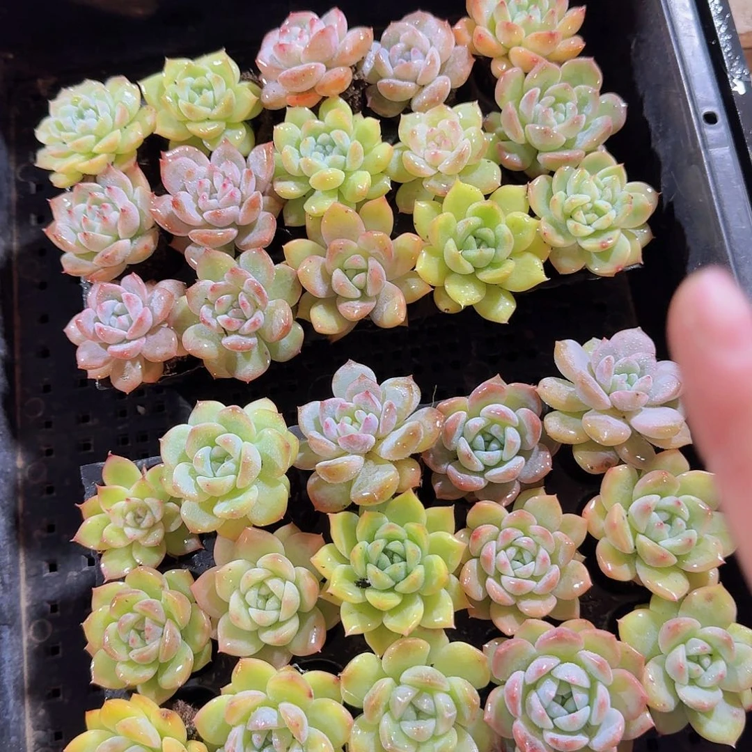 直播福利一物一拍142