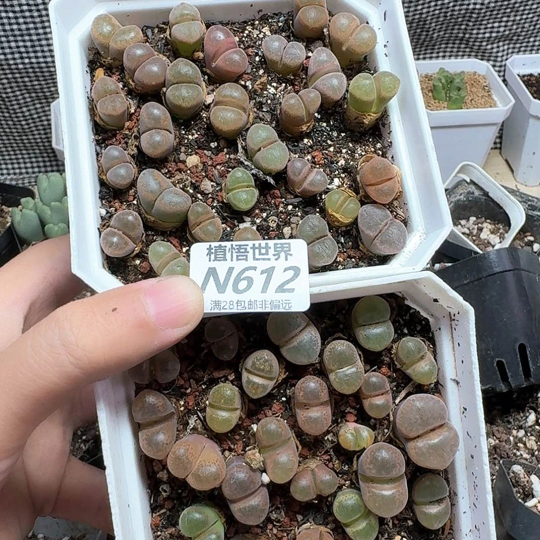 多肉植物的润泽徐