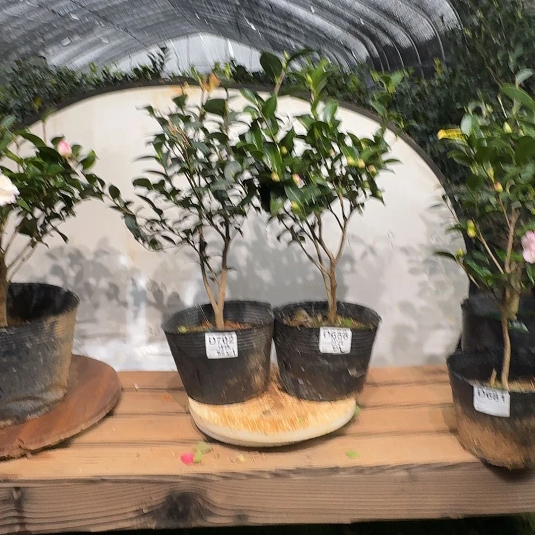 无花朵702.658.英八 朝仓80