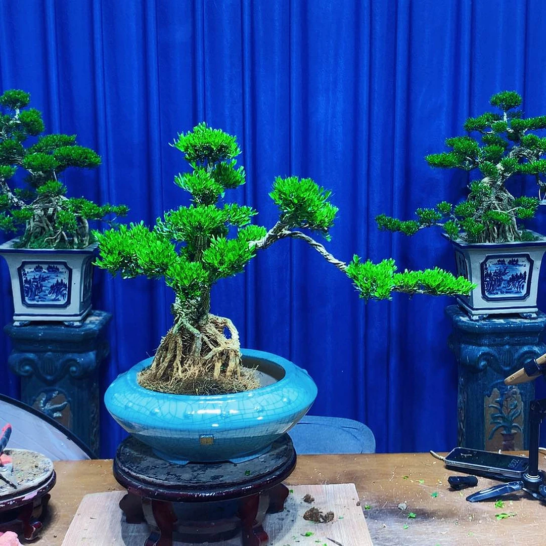 无花朵黄杨盆景一物一拍