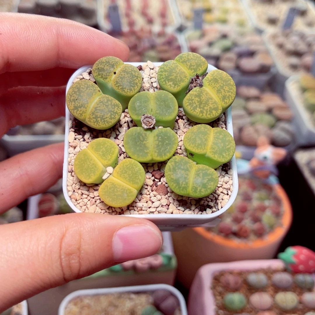 571号带盆盆包邮发货