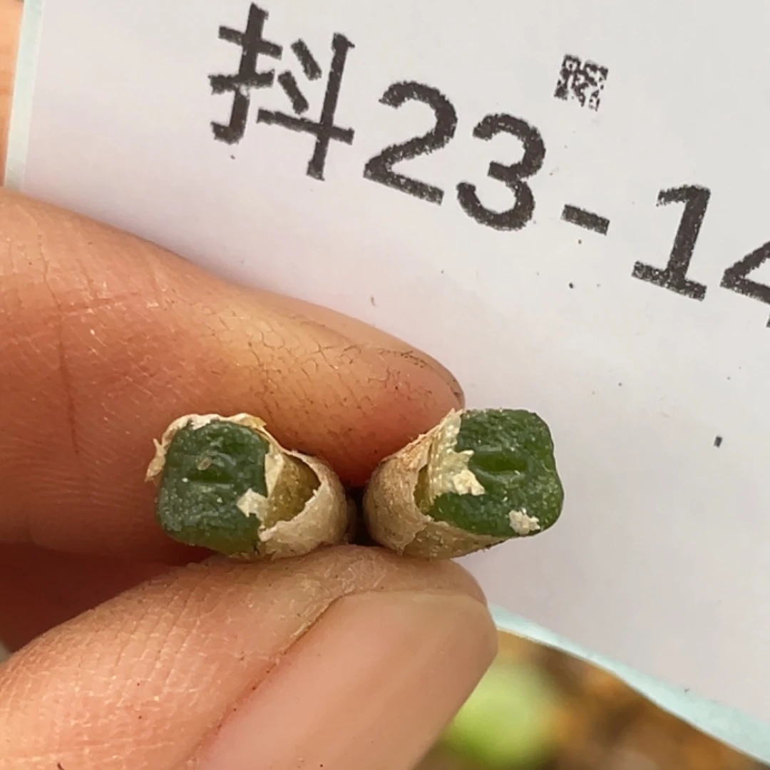 23-140方糖多肉植物