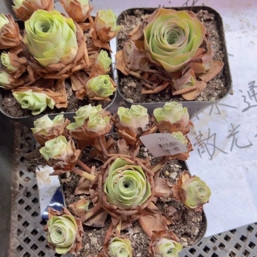 773 侧牙掉了不包损无售后