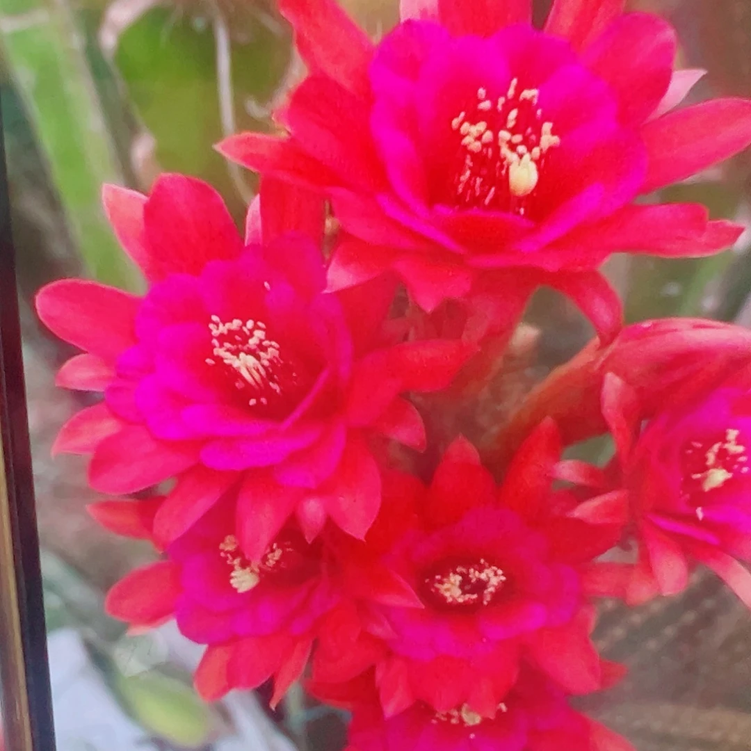 金妞 紫水晶 侧芽 满20包邮