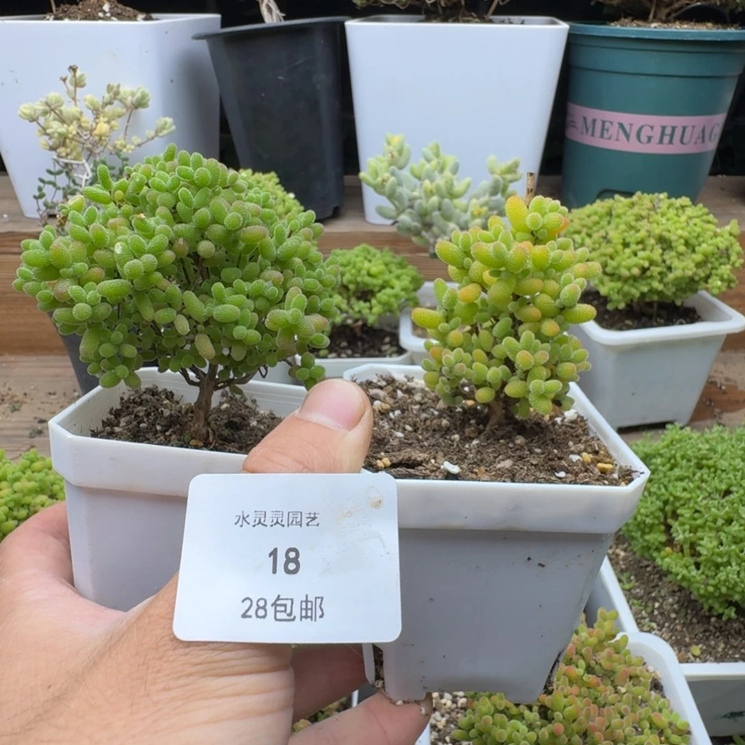 18号蜜橘➕金桔。