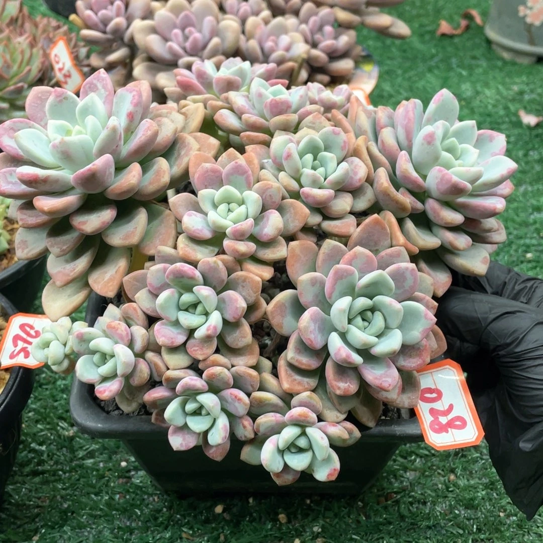 028 一物一拍28包邮非偏远