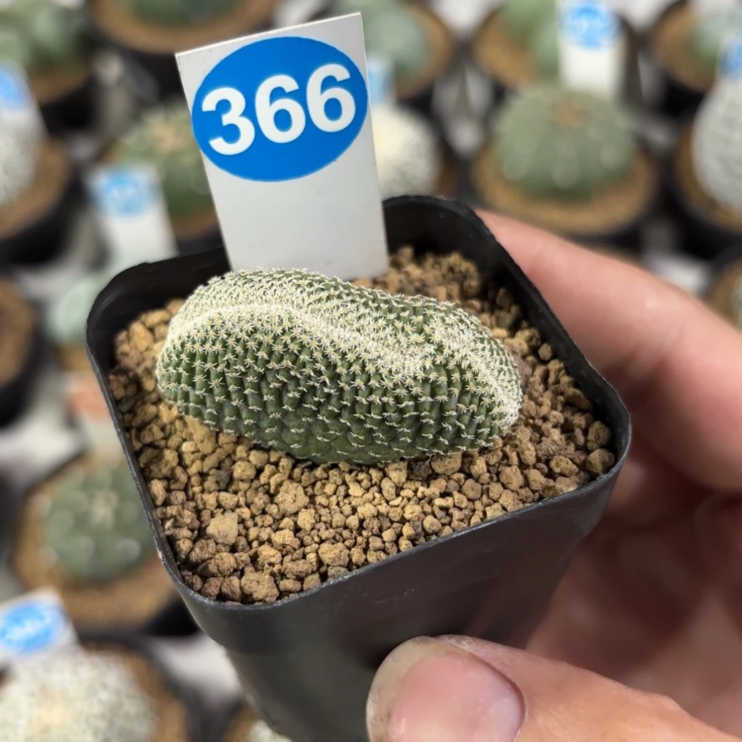 366实生菊水缀化带盆带土发货