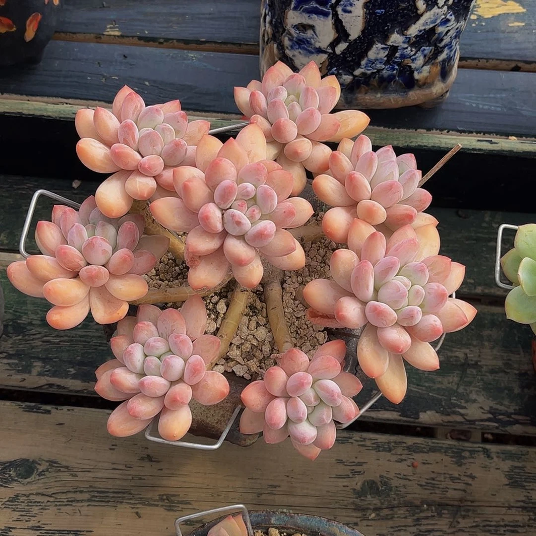 高桩香索一物一拍
