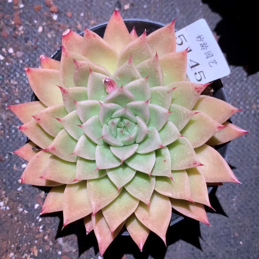 5145新年快乐发发发