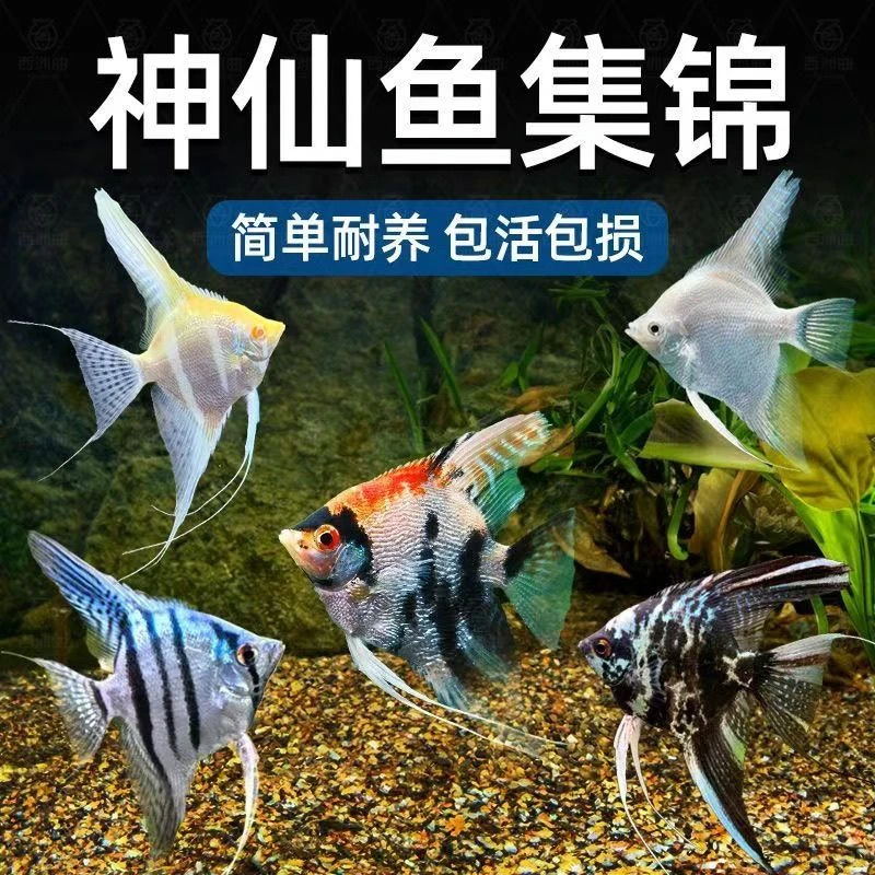 神仙鱼燕鱼七彩热带观赏鱼淡水小型鱼苗好养耐活